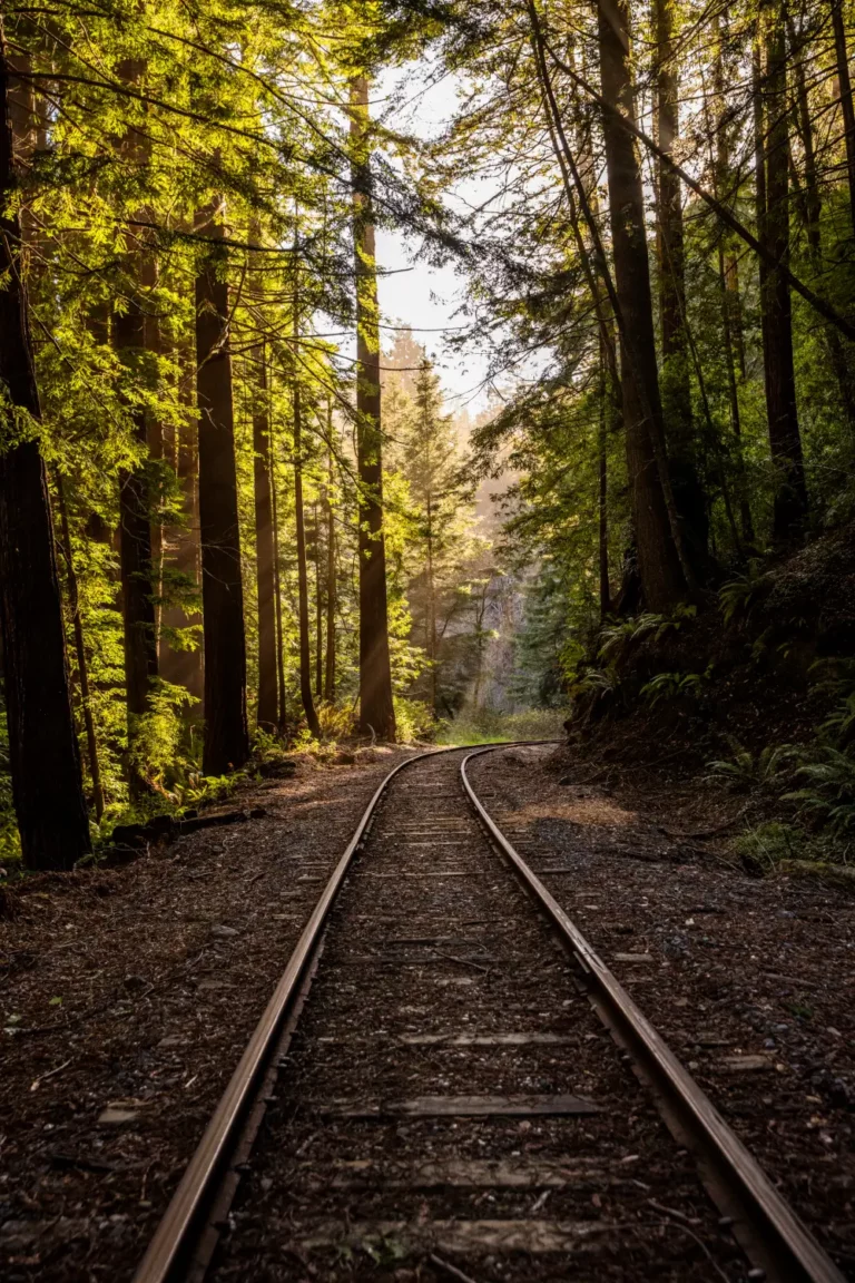 railroad track running through redwood forest