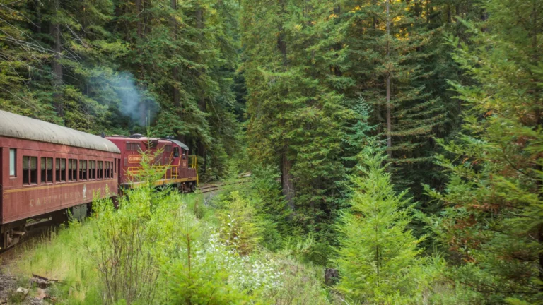 diesel locomotive with train in forest
