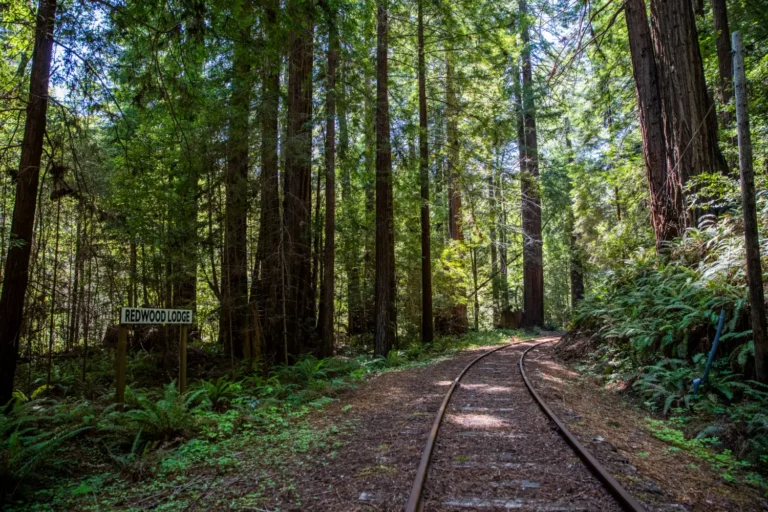 Track running through forest with station sign
