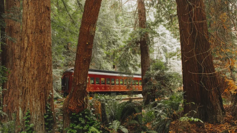 Train passenger car among redwood trees