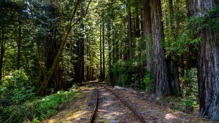 railroad track curving through forest