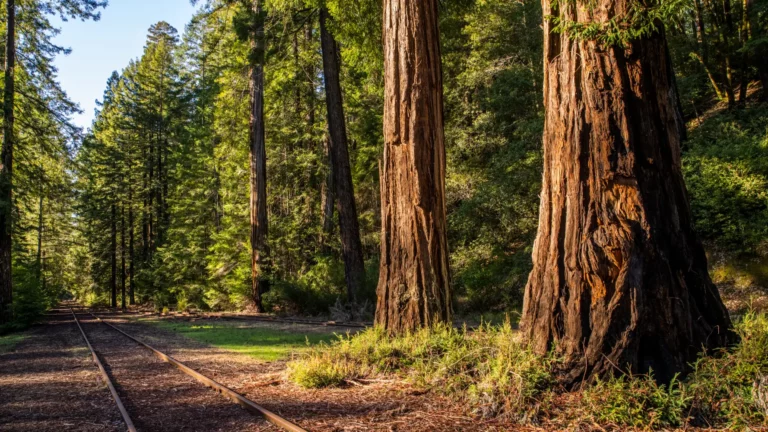 Two railroad tracks among redwood trees
