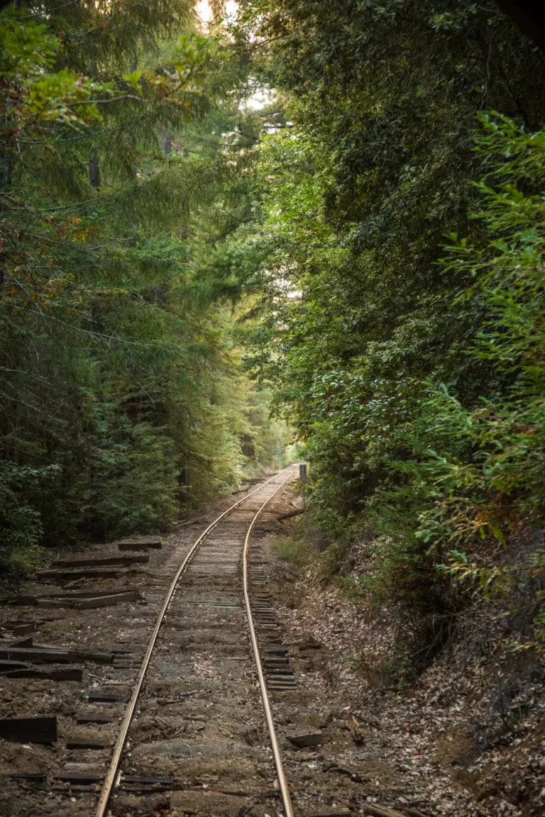 Railroad running through forest