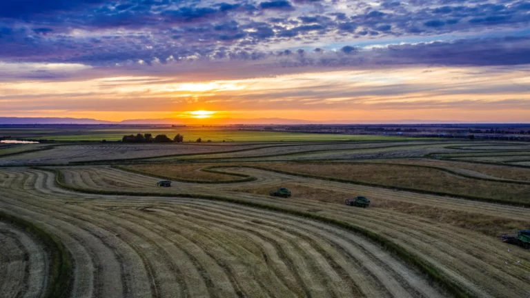 Farm fields at sunset with combines